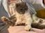 Selkirk Rex  Pumpkin