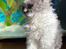Selkirk Rex  Pumpkin