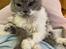 Selkirk Rex  Pumpkin