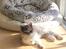 Selkirk Rex  Pumpkin