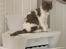 Selkirk Rex  Pumpkin