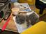 Selkirk Rex  Pumpkin