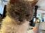Selkirk Rex  Pumpkin