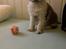 Selkirk Rex  Pumpkin
