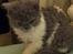 Selkirk Rex  Pumpkin