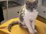 Selkirk Rex  Pumpkin