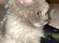 Selkirk Rex  Pumpkin