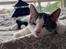 Huskat Louie