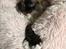 American Curl Tulle