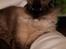 American Curl Tulle