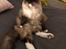 American Curl Tulle