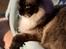 American Curl Tulle