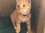 Huskat Garfield