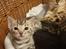 Bengal Oakheart Aurora