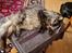 Maine Coon silver