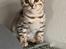 Bengal Oakheart Aurora