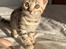 Bengal Oakheart Aurora