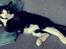 Huskat Luie