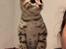 Bengal Oakheart Aurora