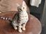 Bengal Oakheart Aurora