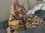 Bengal Nelly