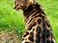 Bengal Nelly
