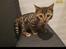 Bengal Nelly