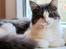 Maine Coon DK Blackangel's Venus