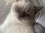 British Shorthair Mavi 