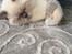British Shorthair Mavi 