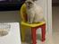 British Shorthair Mavi 