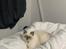 British Shorthair Mavi 