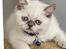 British Shorthair Mavi 