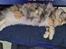 Maine Coon gry