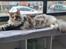 Maine Coon gry