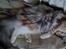 Maine Coon gry