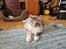 Maine Coon gry