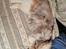 Maine Coon gry