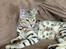 Bengal Oakheart Aurora