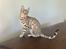 Bengal Oakheart Aurora
