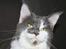 Maine Coon Blackangel's Guldkaramel D. 24.03.2025