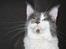 Maine Coon Blackangel's Guldkaramel D. 24.03.2025