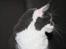 Maine Coon Blackangel's Guldkaramel D. 24.03.2025