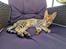 Savannah Athena