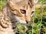 Savannah Athena