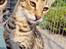 Savannah Athena