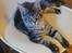 Maine Coon Zarah