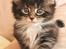Maine Coon Na'zyia UNIQUE DIAMOND