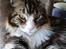 Maine Coon Dk Na'zyia's Zabaione