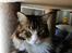 Maine Coon Dk Na'zyia's Zabaione